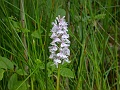 09_Orchis tachete
